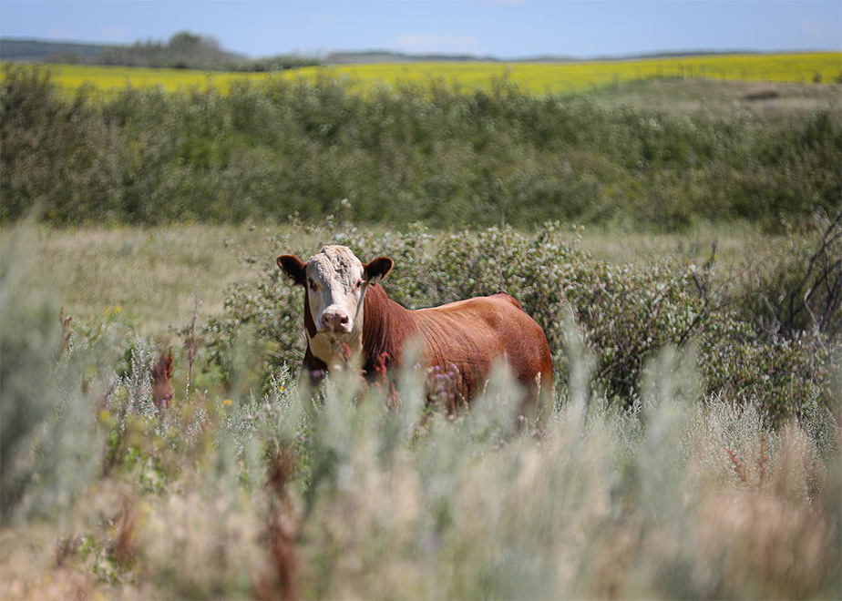 herd